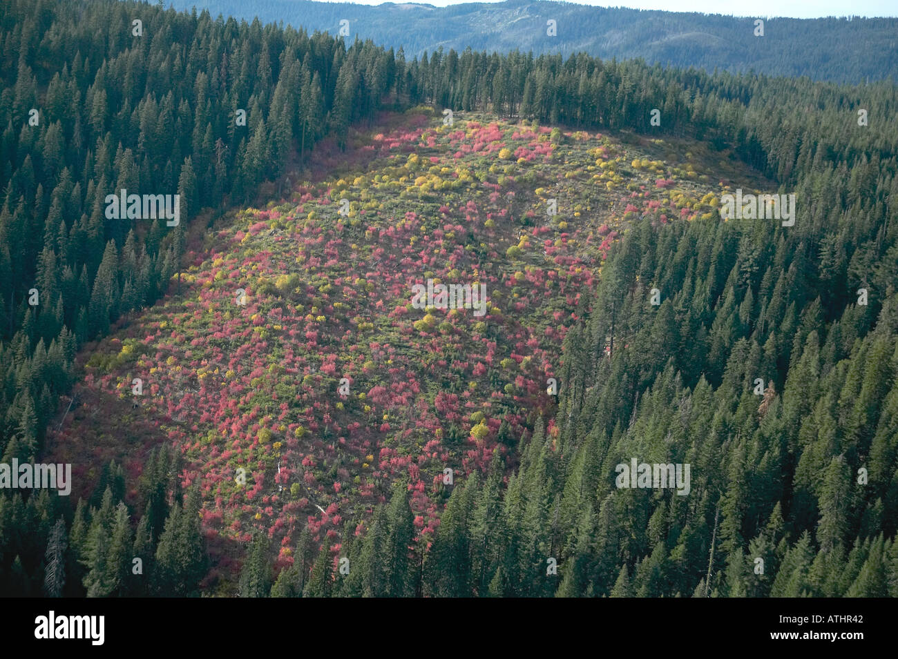 Clear Cut in the Plumas National Forest in Northern California Stock Photo