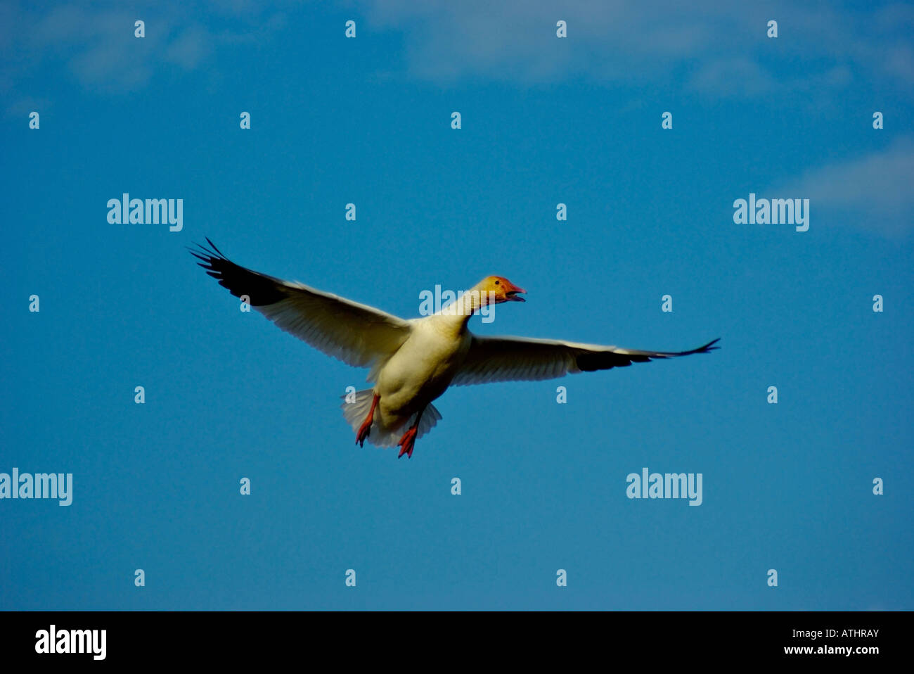 Snow goose in flight calling Stock Photo Alamy