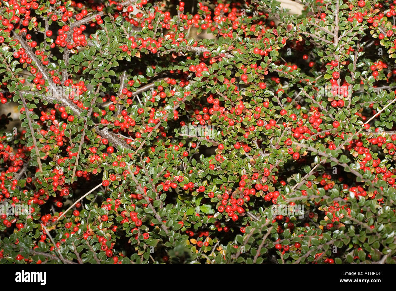 Abundant red berries on Cotoneaster plant Cotswolds Stock Photo