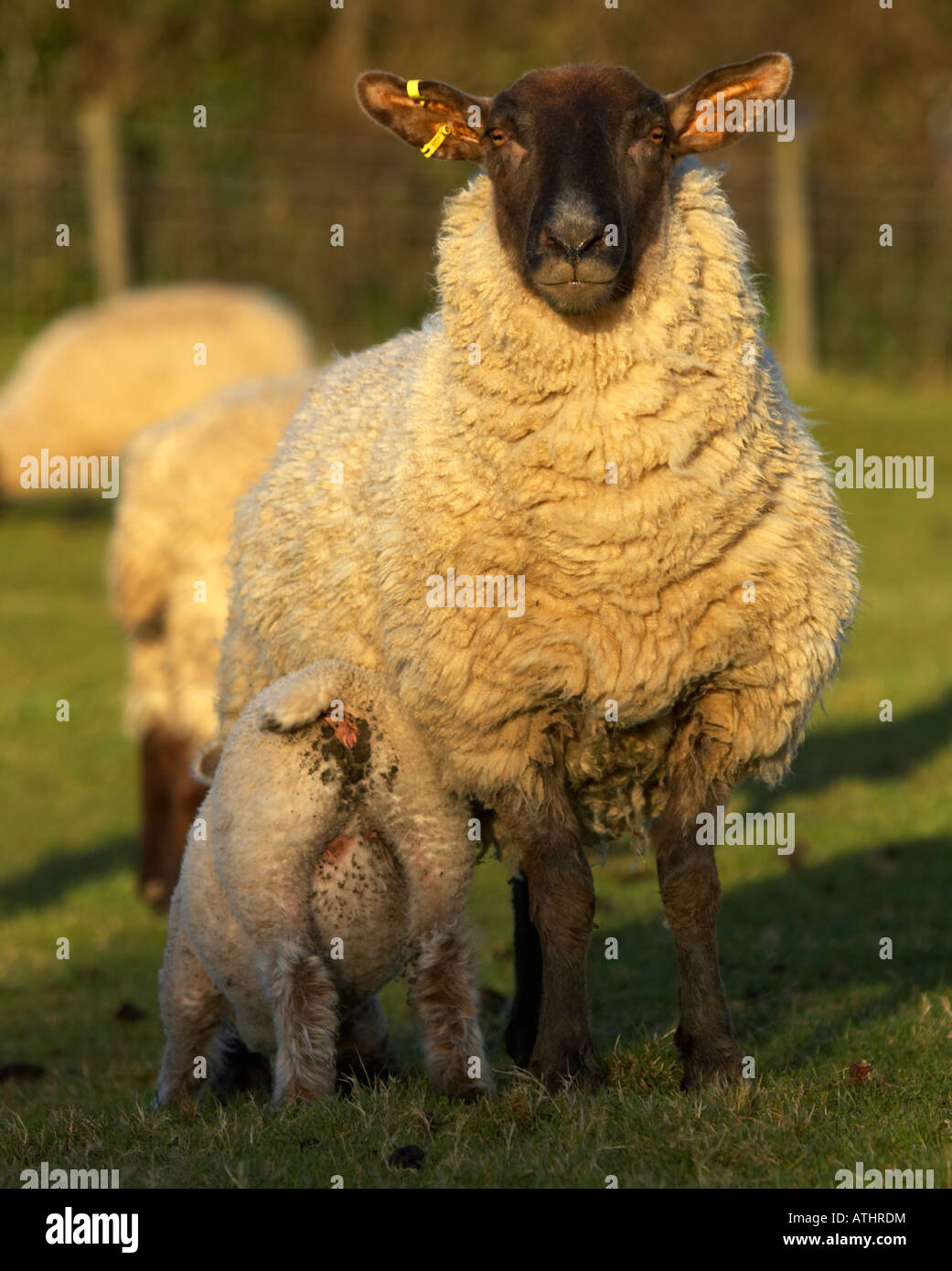 Sheep feeding lamb Stock Photo Alamy