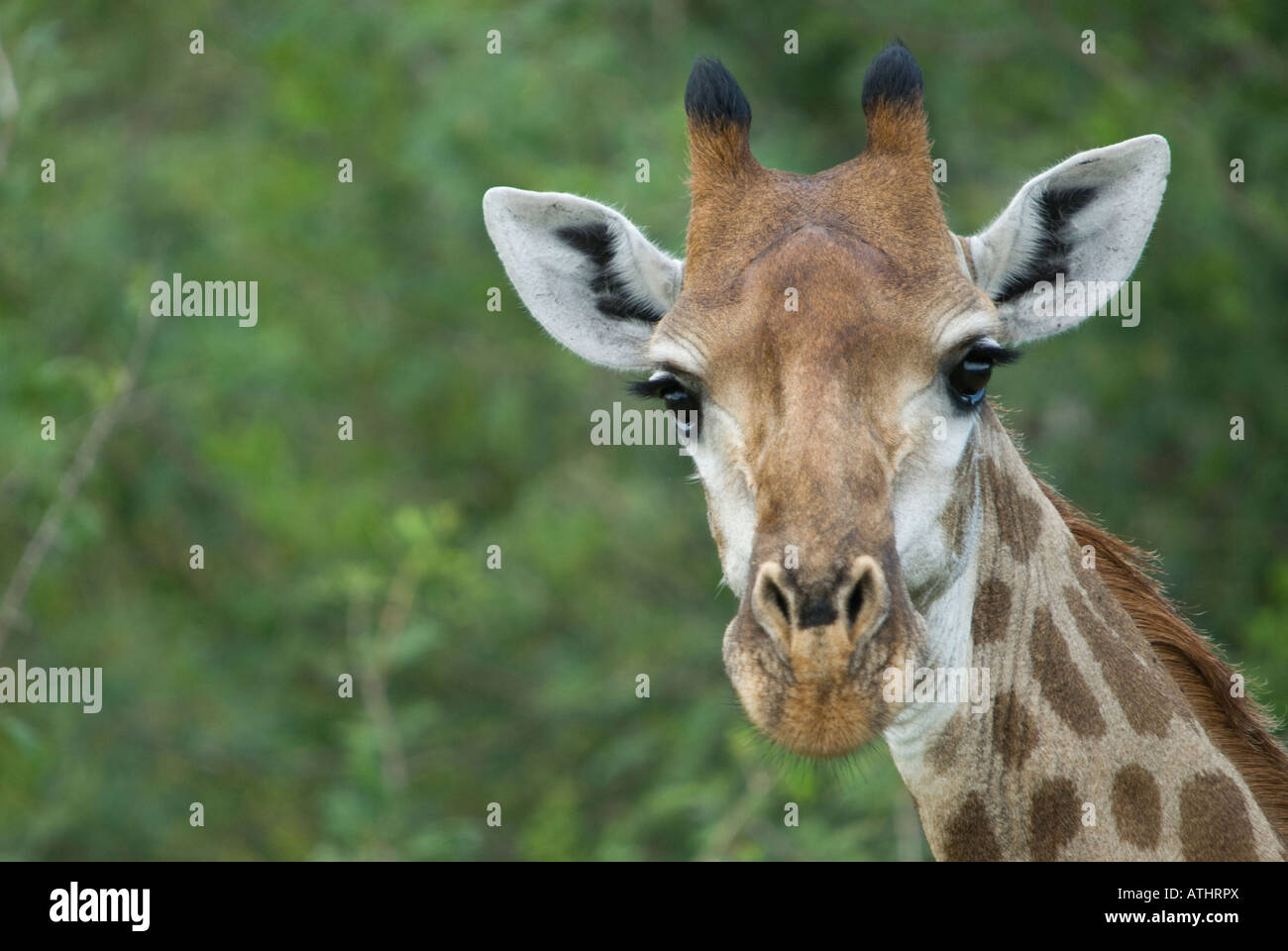 A female giraffe posing in the African bush Stock Photo
