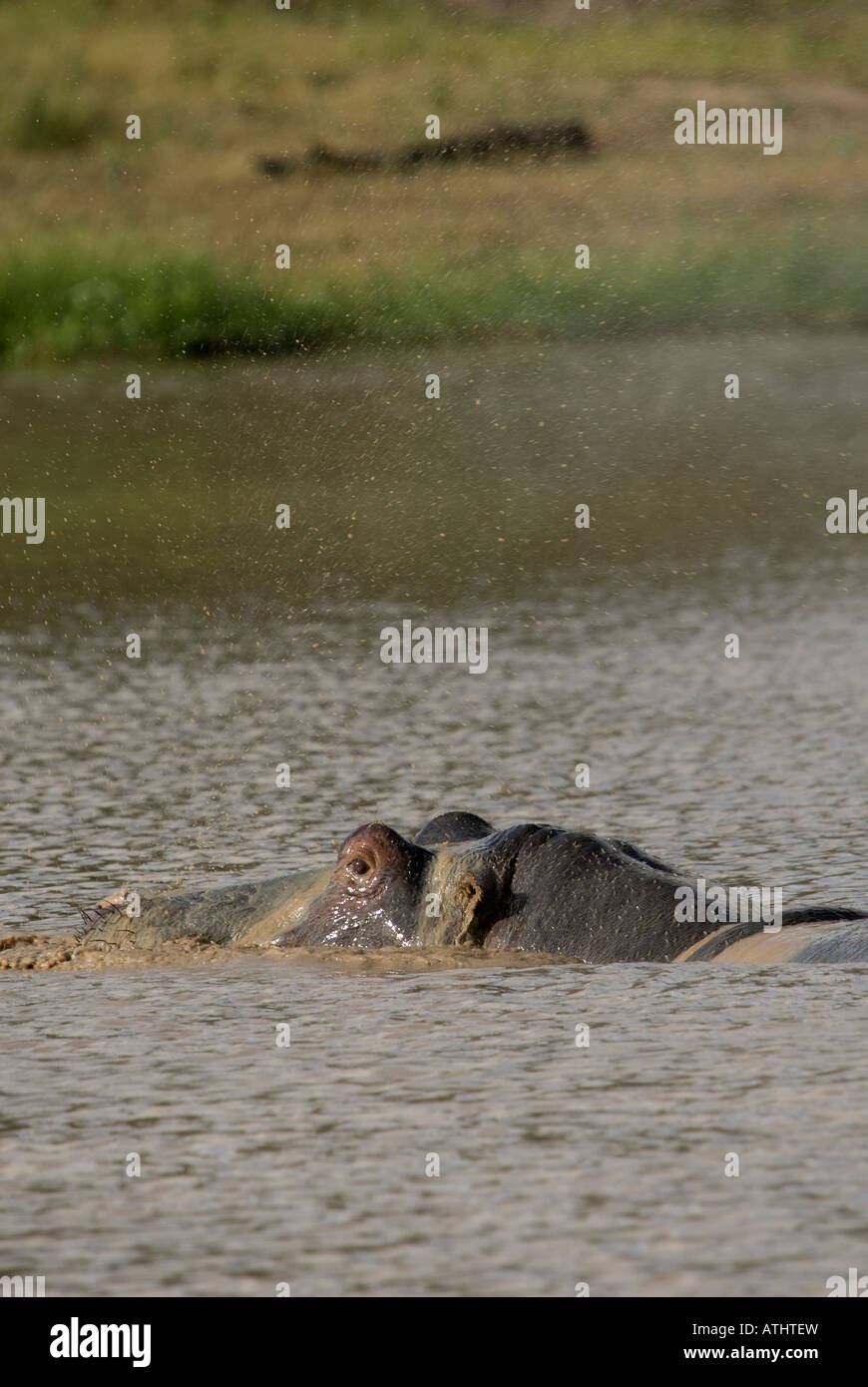 A hippo sprays a fine mist of water into the air as it emerges Stock Photo