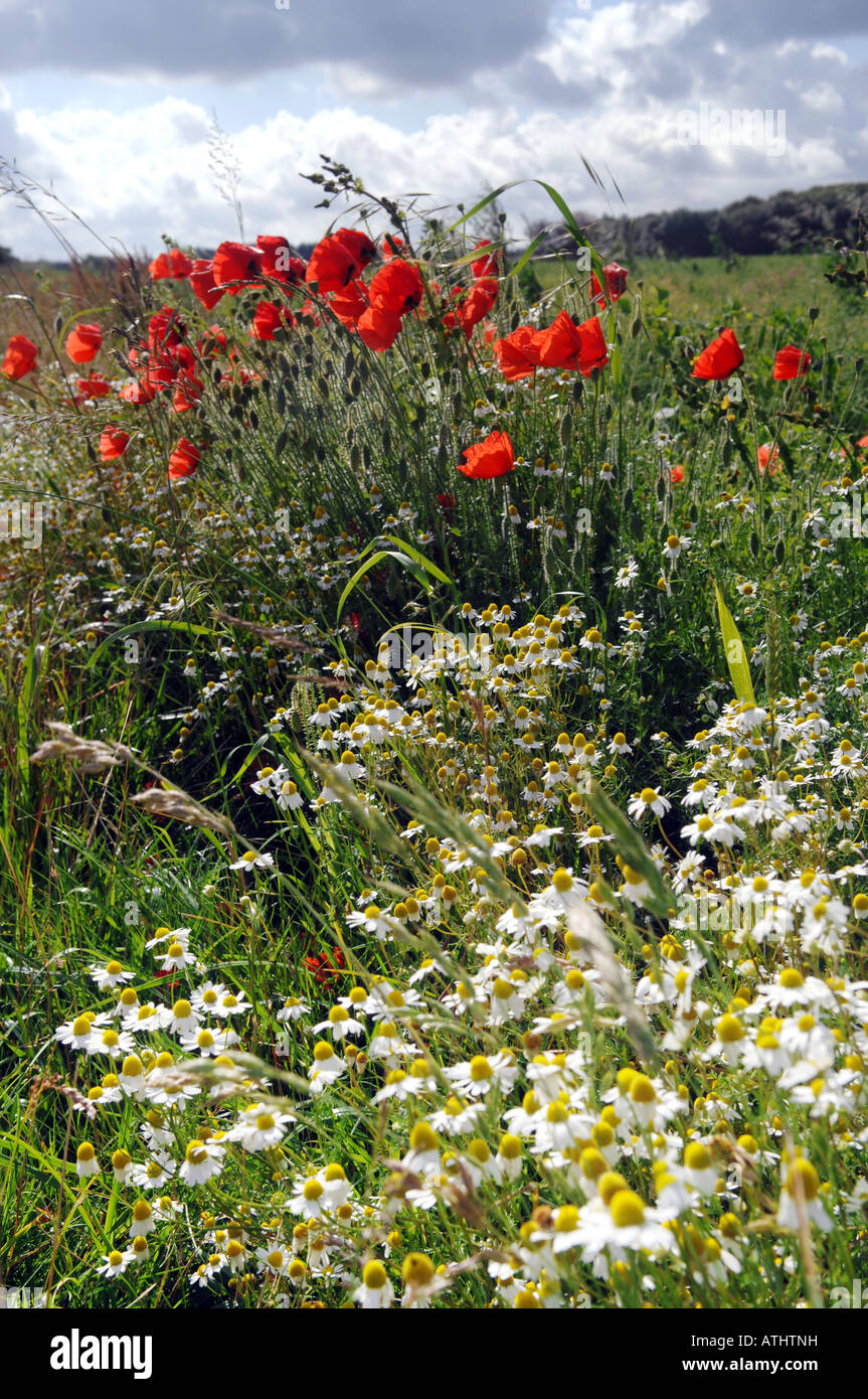 Meadow chamomile hi-res stock photography and images - Alamy