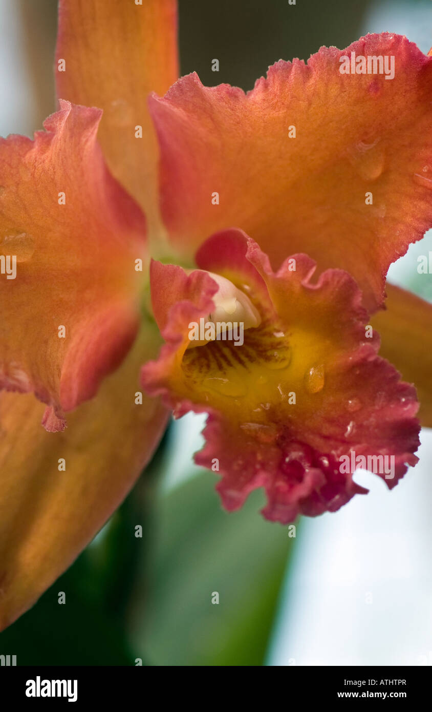 Up close shot of orange cattleya orchid Stock Photo