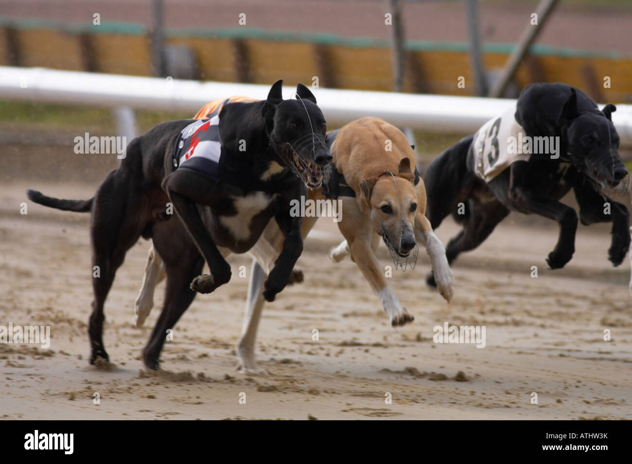 Dog racing odds hi-res stock photography and images - Alamy