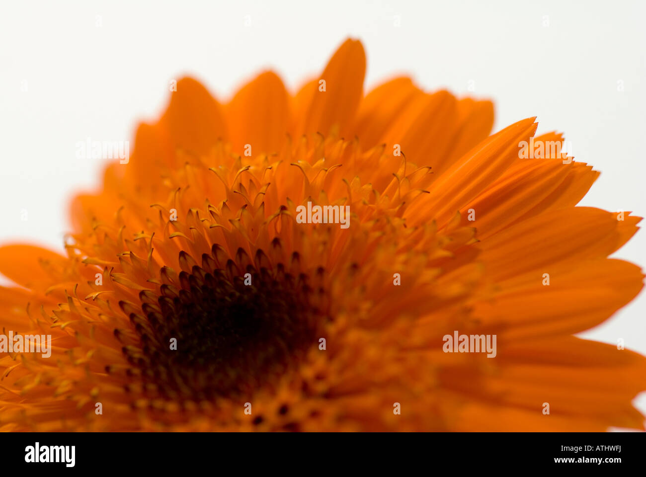Calendula Officinalis flowers which have medicinal uses and are often used to produce medications to treat skin conditions Stock Photo