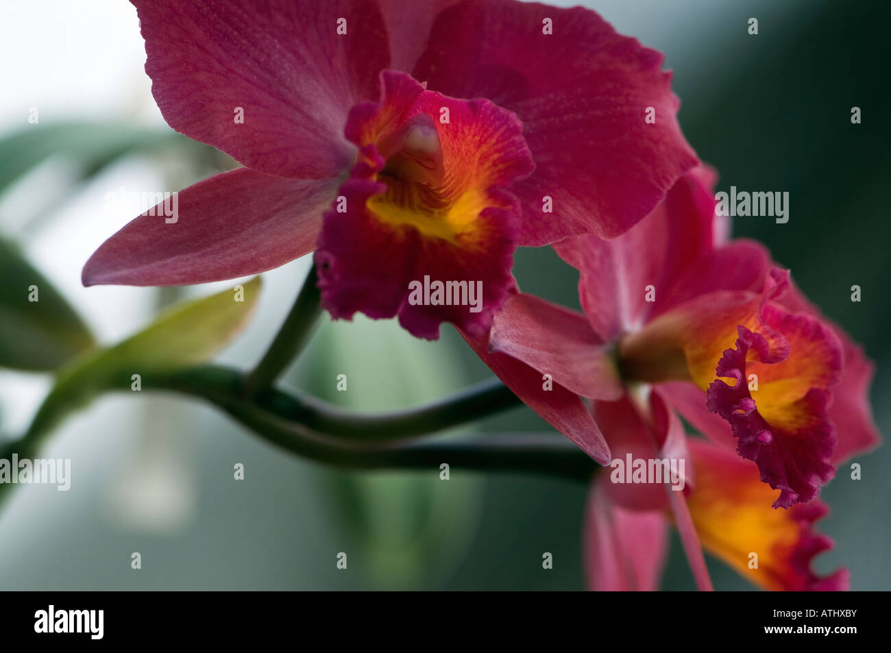 Up close shot of cattleya orchid Stock Photo