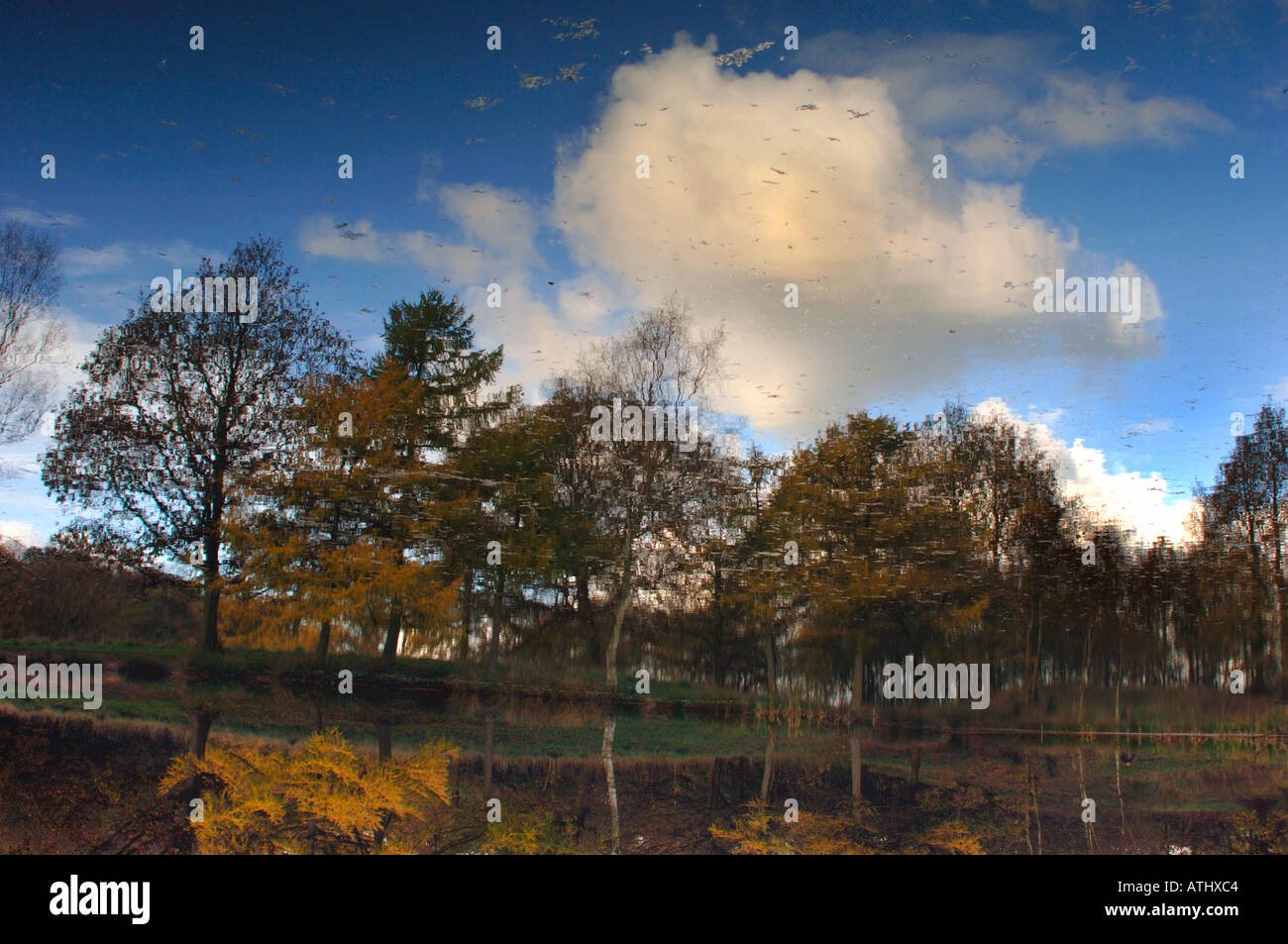 Image of pond reflecting trees hi-res stock photography and images - Alamy