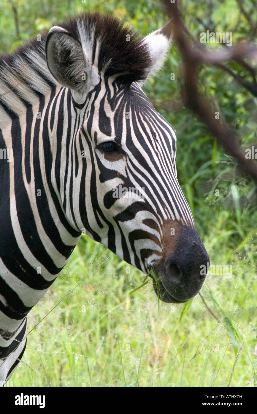 Individual zebras can be identified by their unique patterns, stripe width and color. Stock Photo