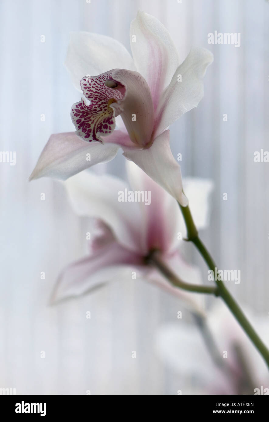 Up close shot of pale pink cattleya orchid Stock Photo