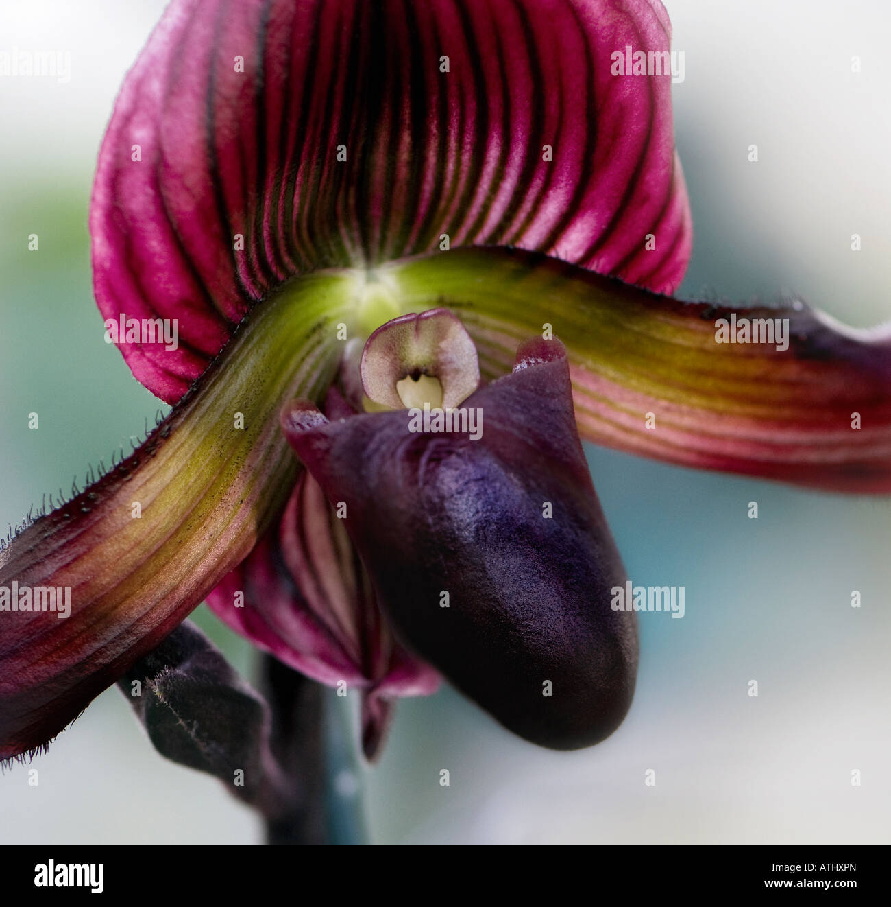 Paphiopedilum orchid Stock Photo