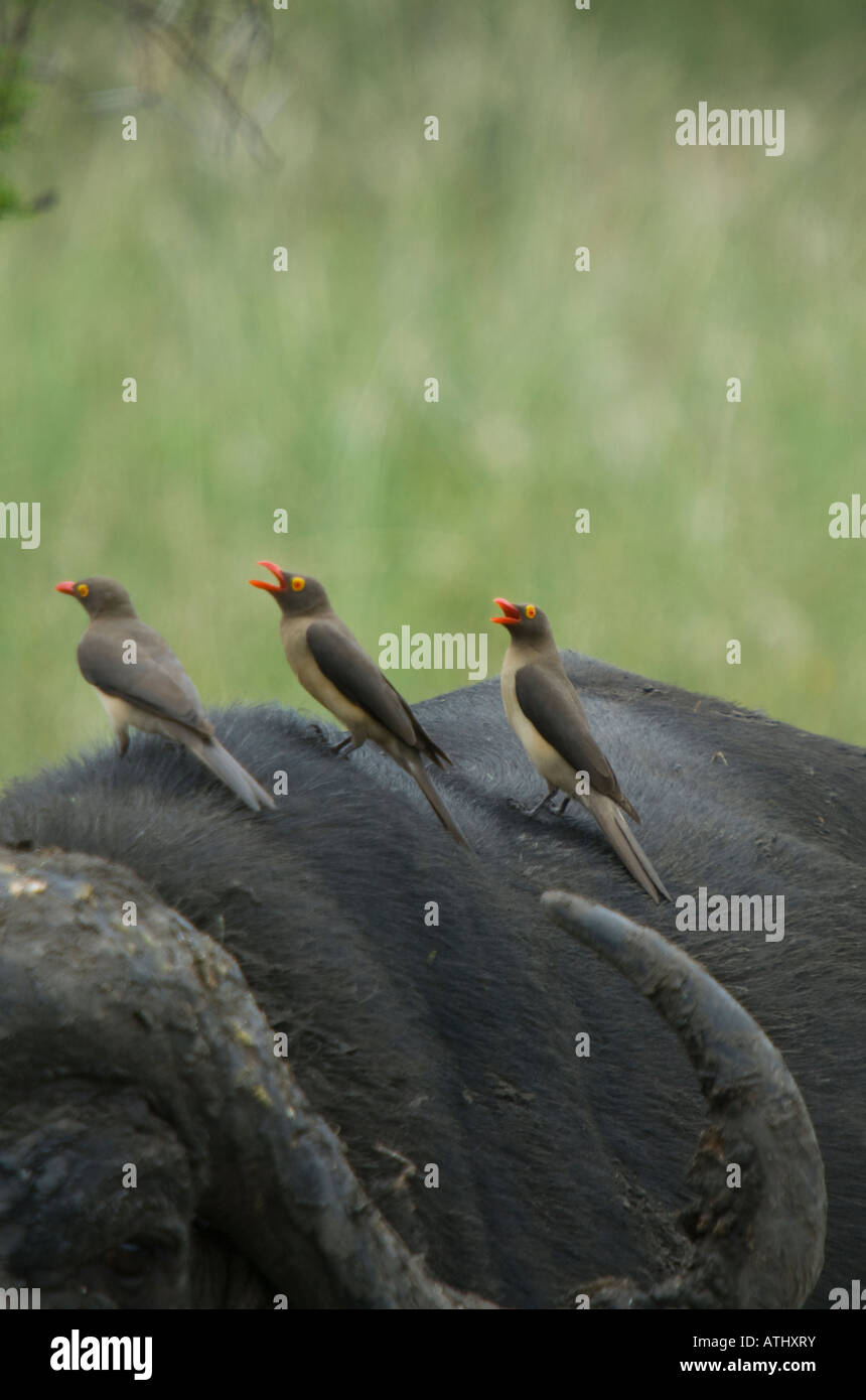Three red-billed oxpeckers sitting on the back of an African buffalo Stock Photo