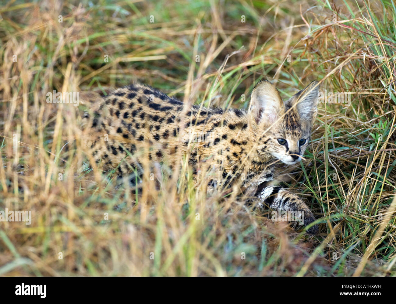 Serval cub (leptailurus serval) in long grass, Masai Mara, Kenya Stock Photo