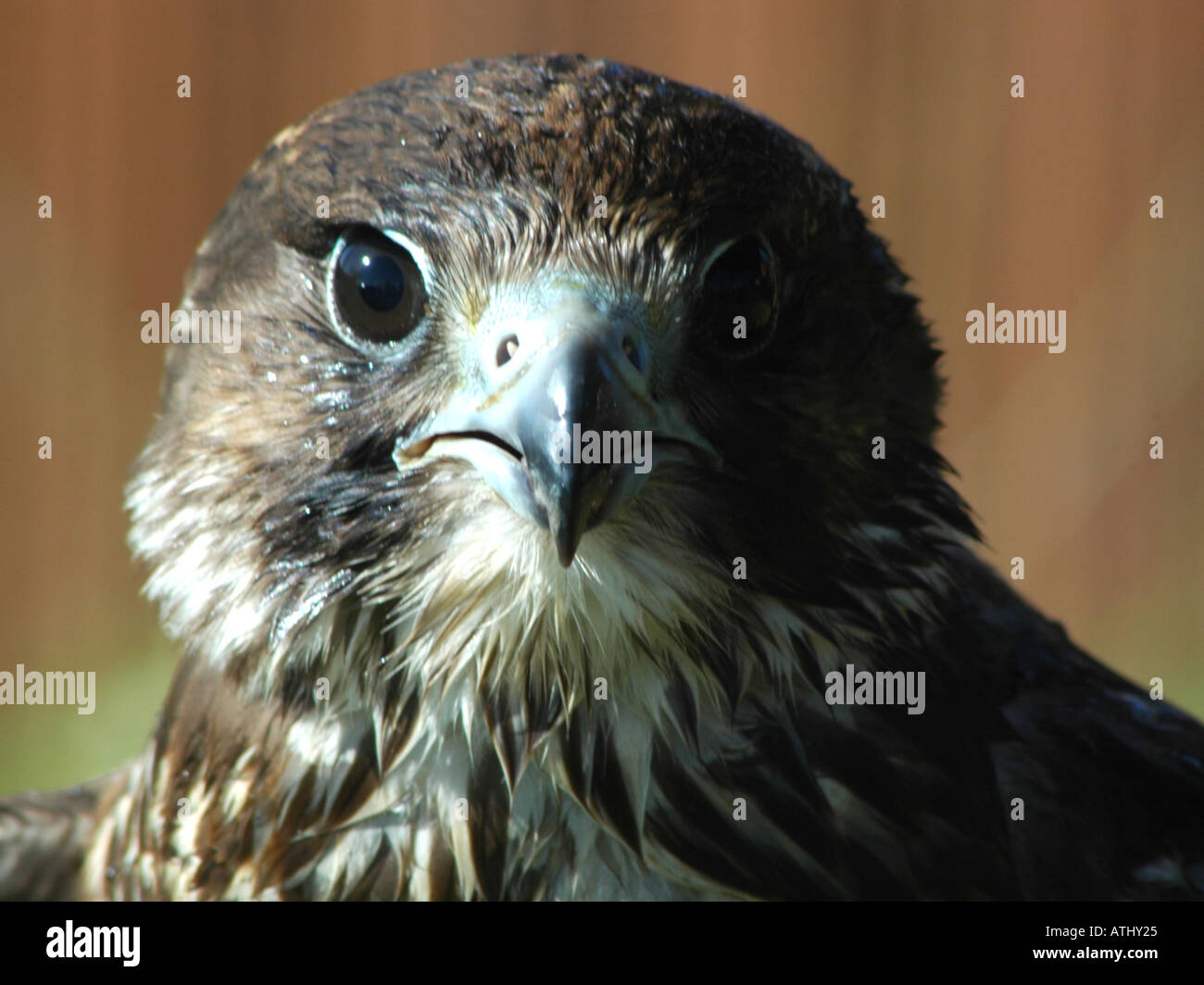 Close up of falcon head Stock Photo