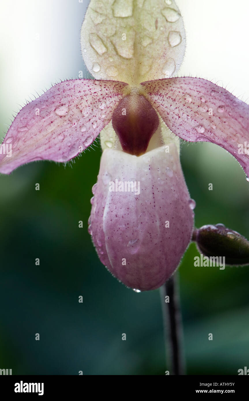 Lady's slipper, lady slipper or slipper orchid Paphiopedilum. Close-up  photo of beautiful flower in nature Stock Photo - Alamy