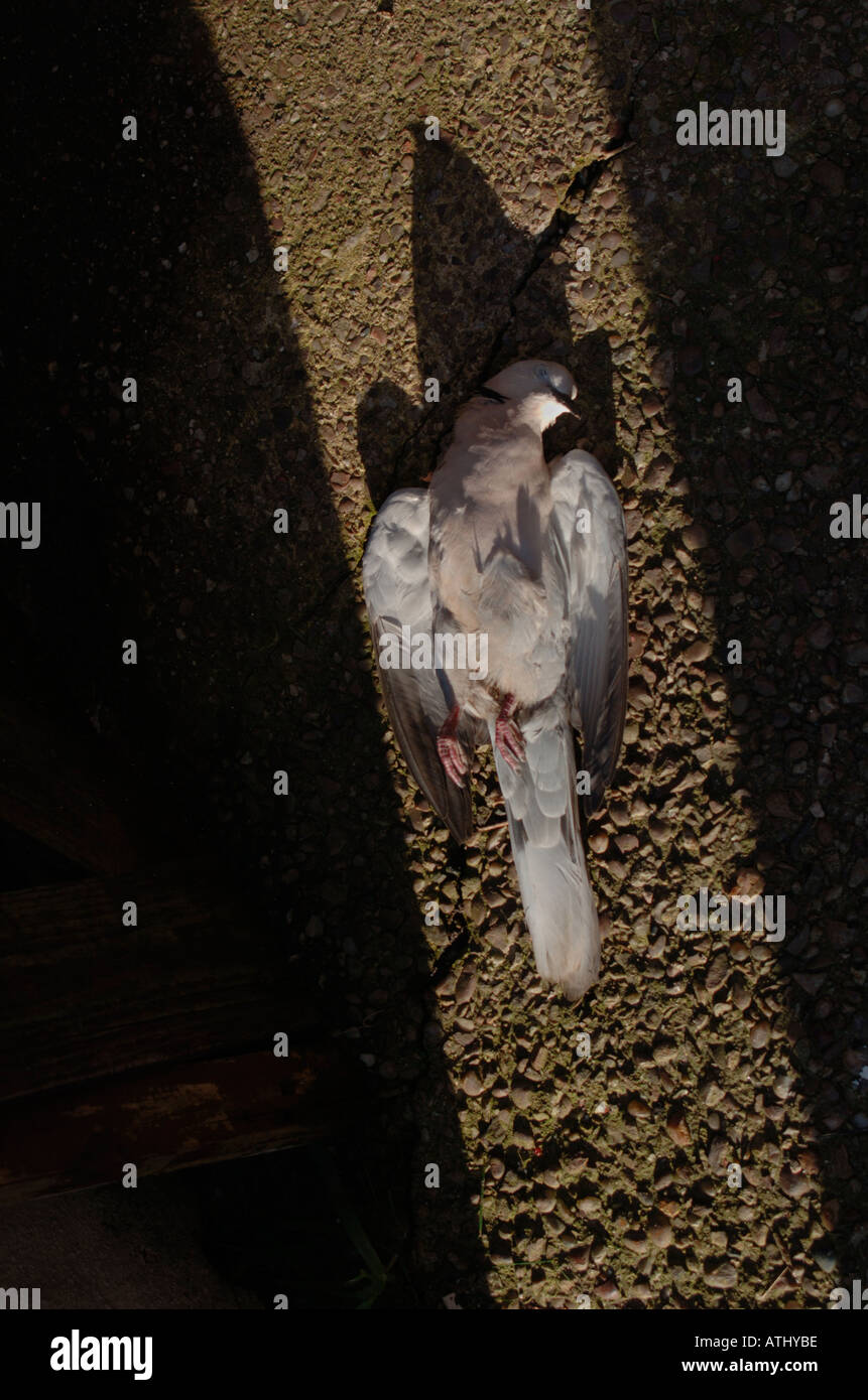 A Dead Collard Dove,Though Rescued From A cat,It Later Died From Shock. Stock Photo