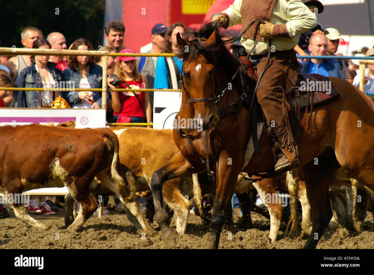 Man on horseback with cattle hi-res stock photography and images - Alamy