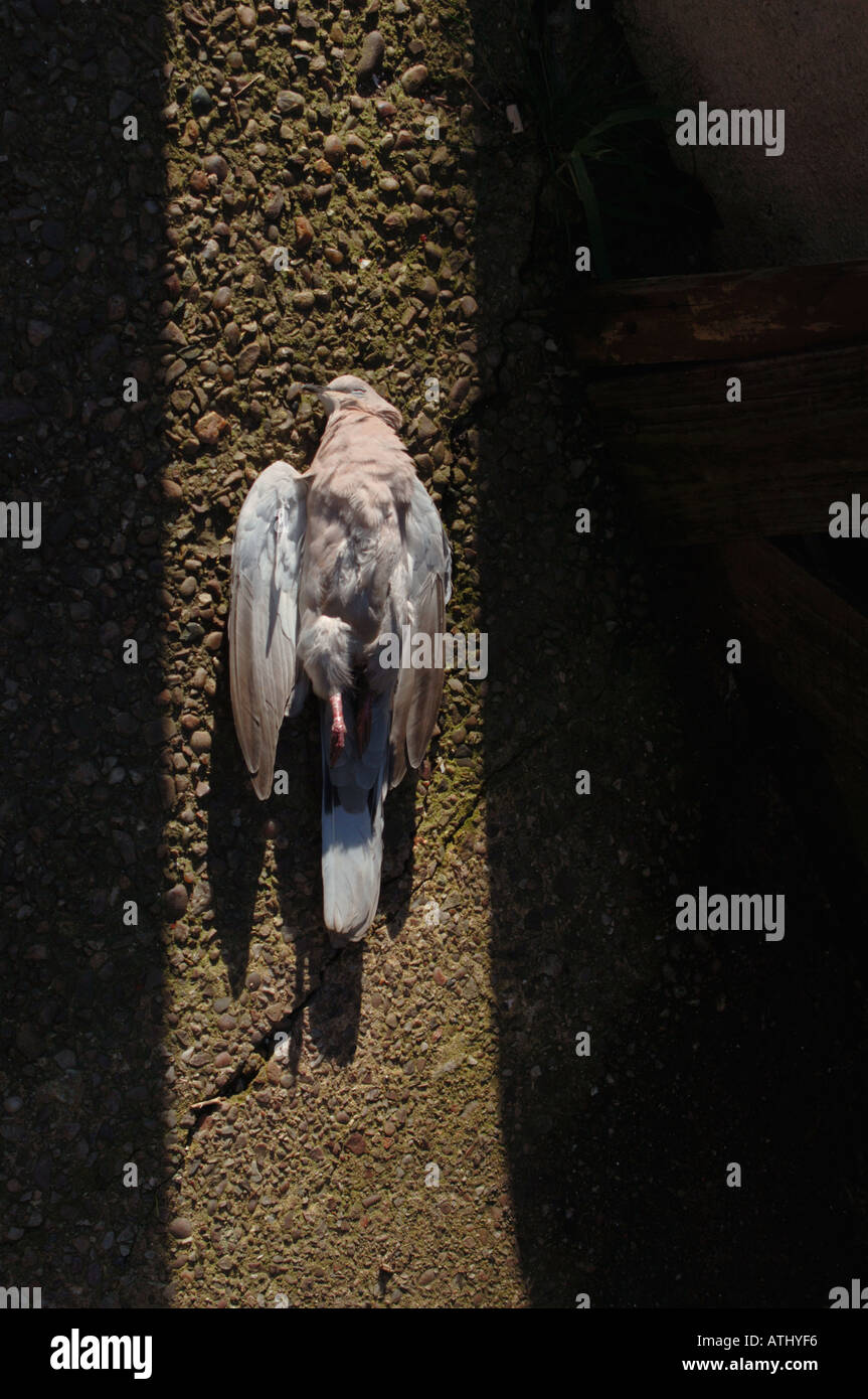 Dead Collard Dove Stock Photo