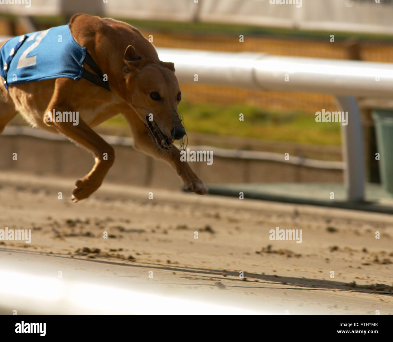Greyhound racing Stock Photo Alamy