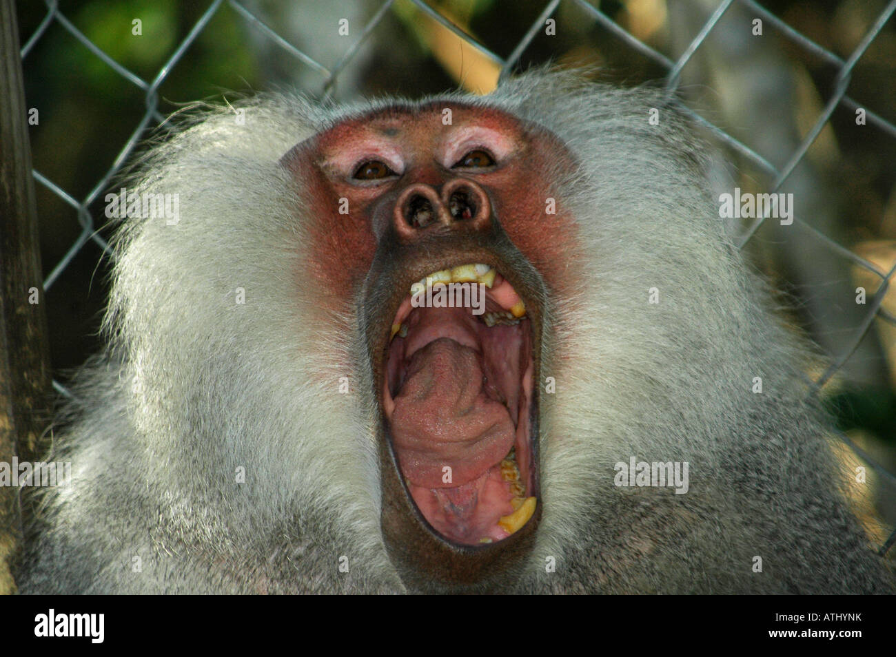 Baboon Yawning Stock Photo Alamy