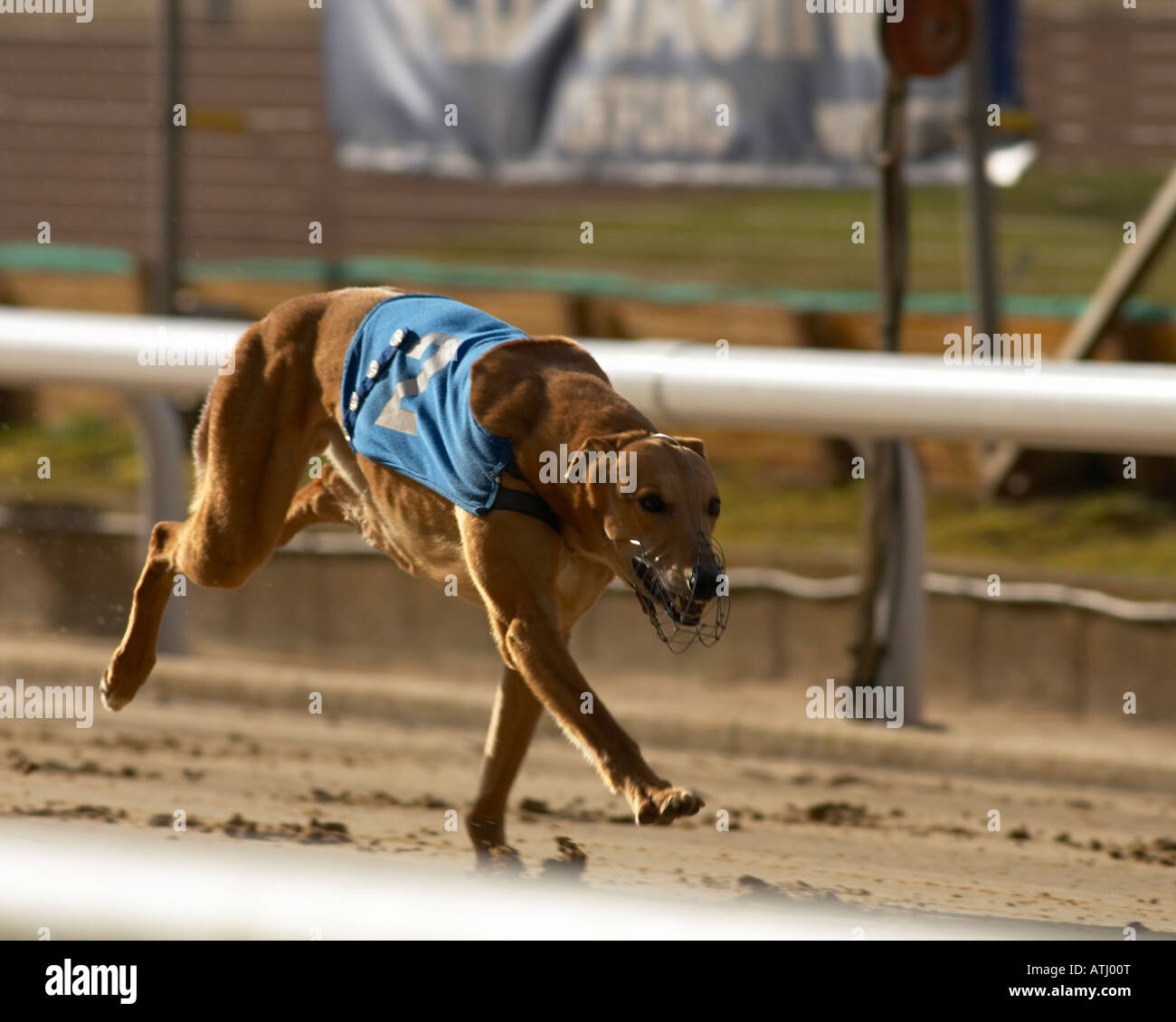 Greyhound and muzzle hires stock photography and images Alamy