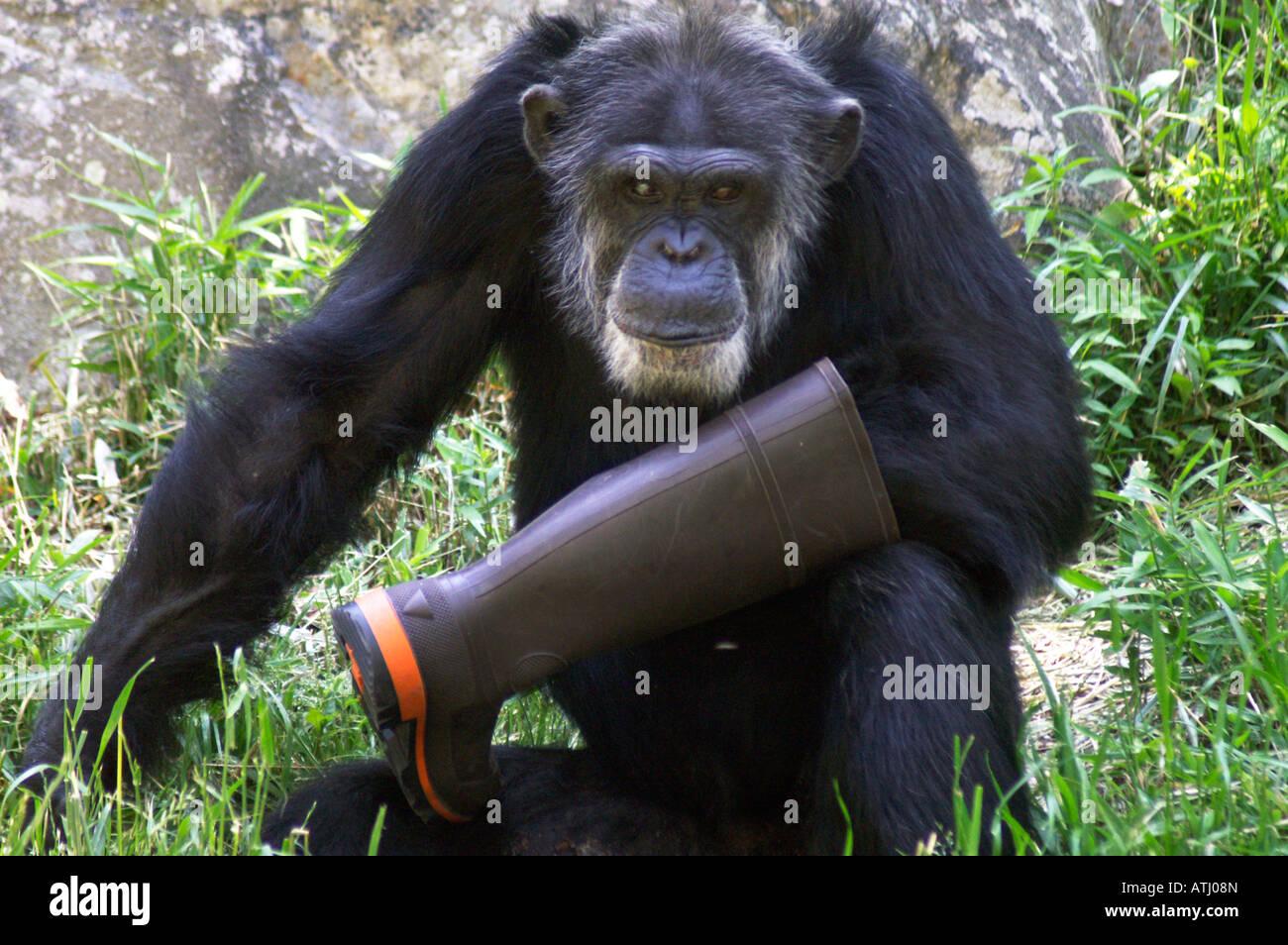 Alpha Chimp with his boot Stock Photo