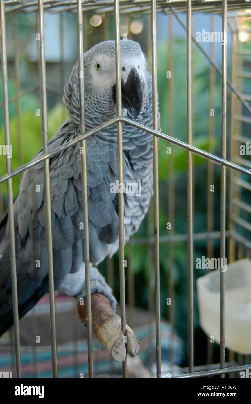 'erithacus psittacus' african grey parrot sitting in a cage Stock Photo