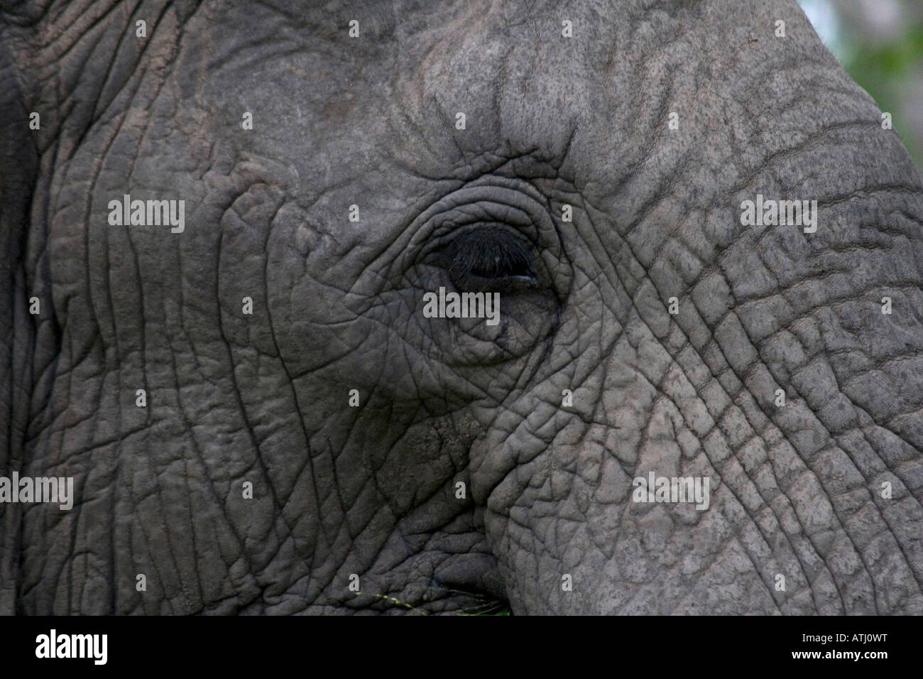 Elephant sounds hi-res stock photography and images - Alamy