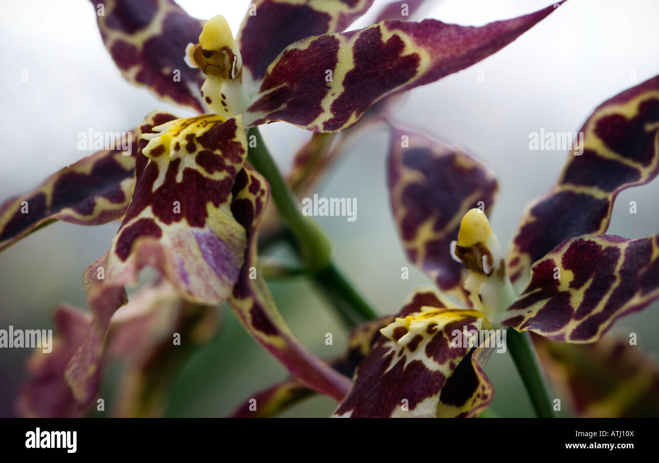 Up close shot of Odontioda orchid Stock Photo