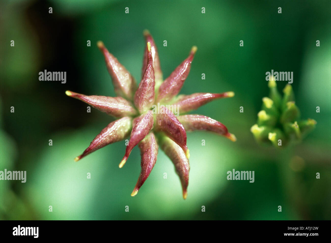 Marigold seed hi-res stock photography and images - Alamy