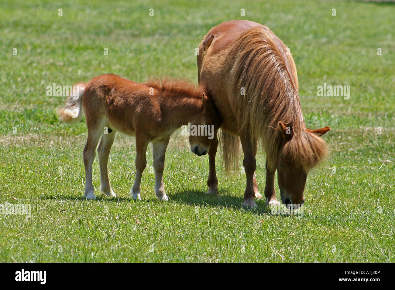 A young miniature horse foal with mother in Santa Ynez Valley California Stock Photo