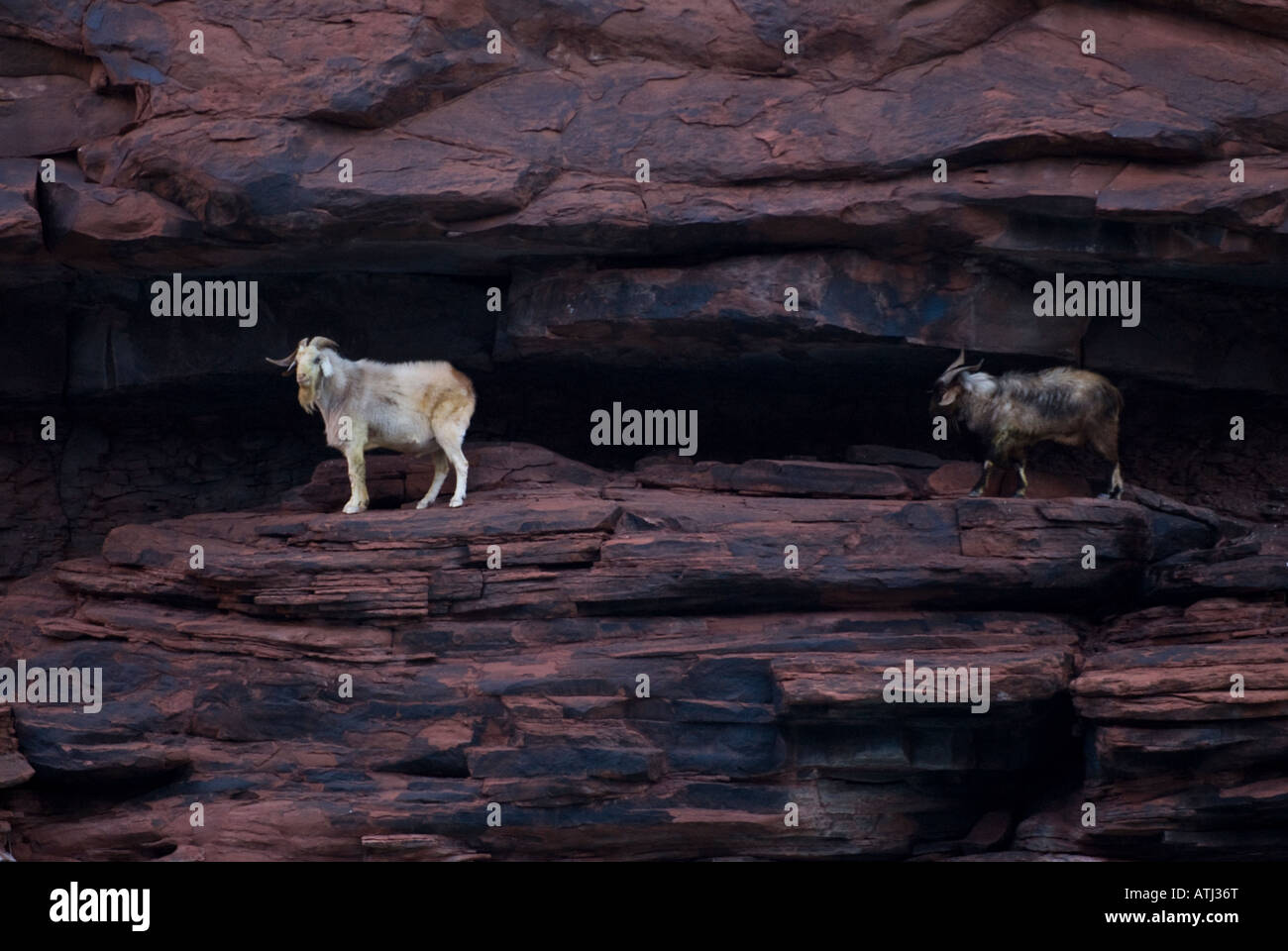 Goats along the cliff walls of the Grand Canyon near the Colorado River bank in National Park Arizona Stock Photo