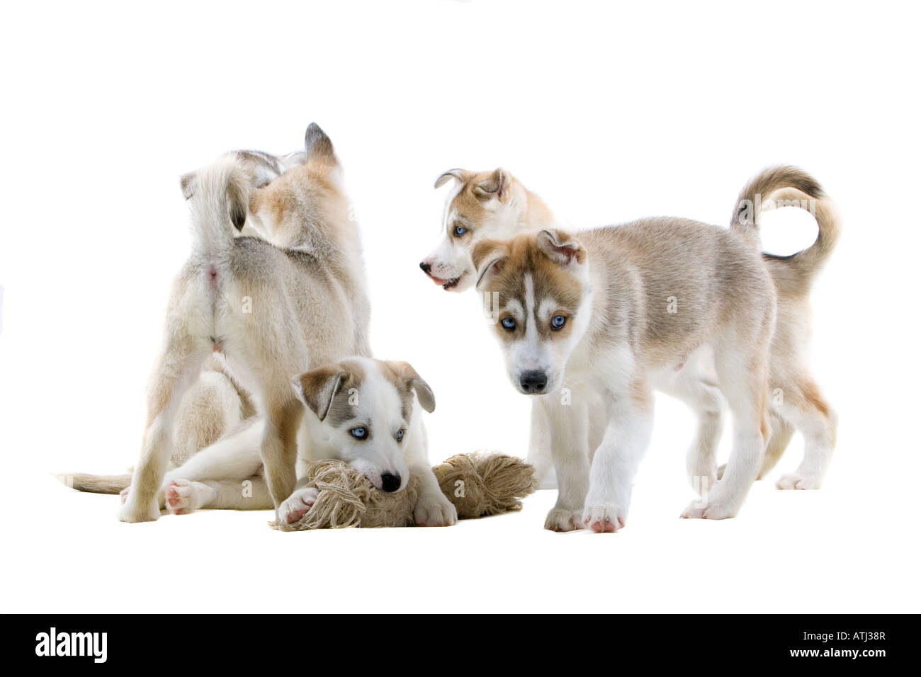 Siberian husky puppy dogs isolated on a white background Stock Photo