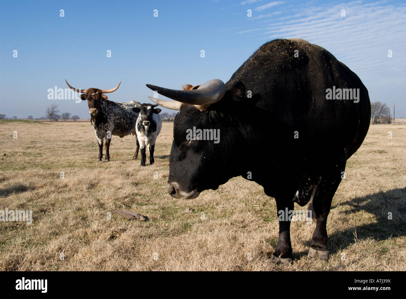 Longhorn cattle in a field in Texas Stock Photo