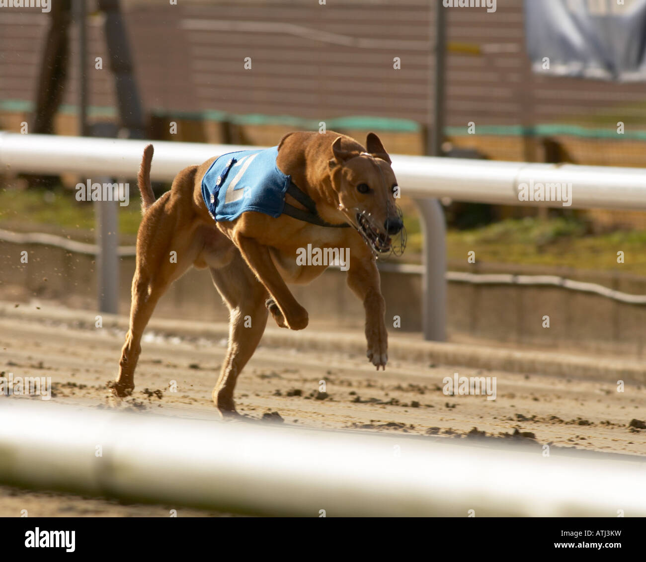 Greyhound and muzzle hires stock photography and images Alamy