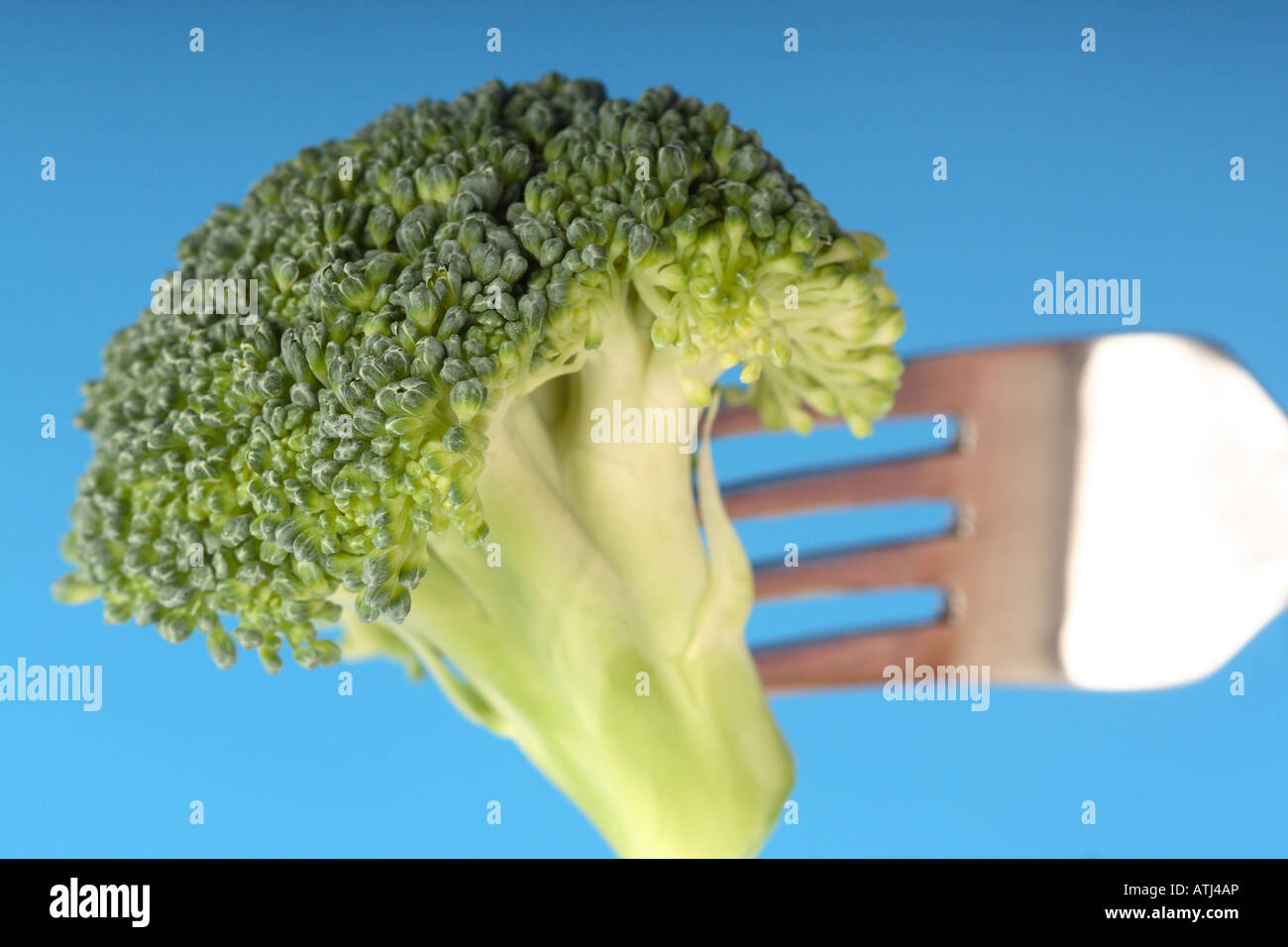 Healthy eating fresh organic broccoli on a fork Stock Photo