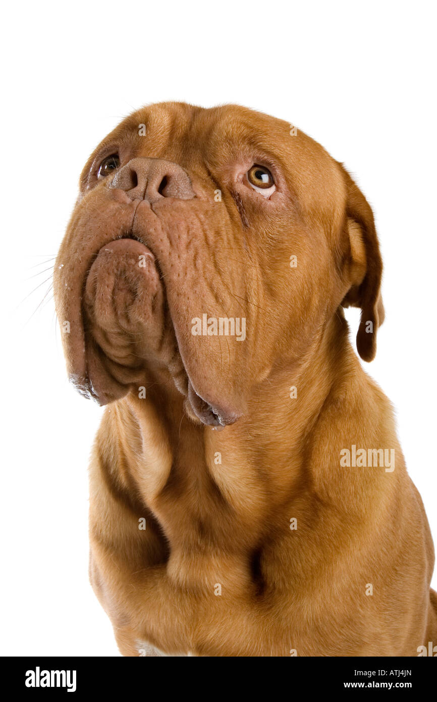 White sales french mastiff