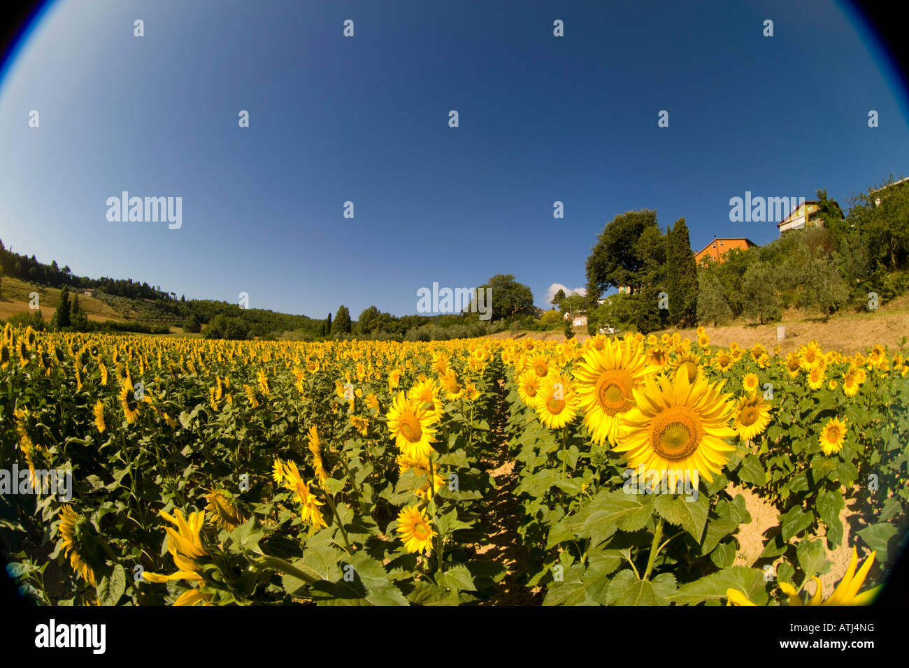 Field of Sunflowers in Tuscany Italy Stock Photo - Alamy