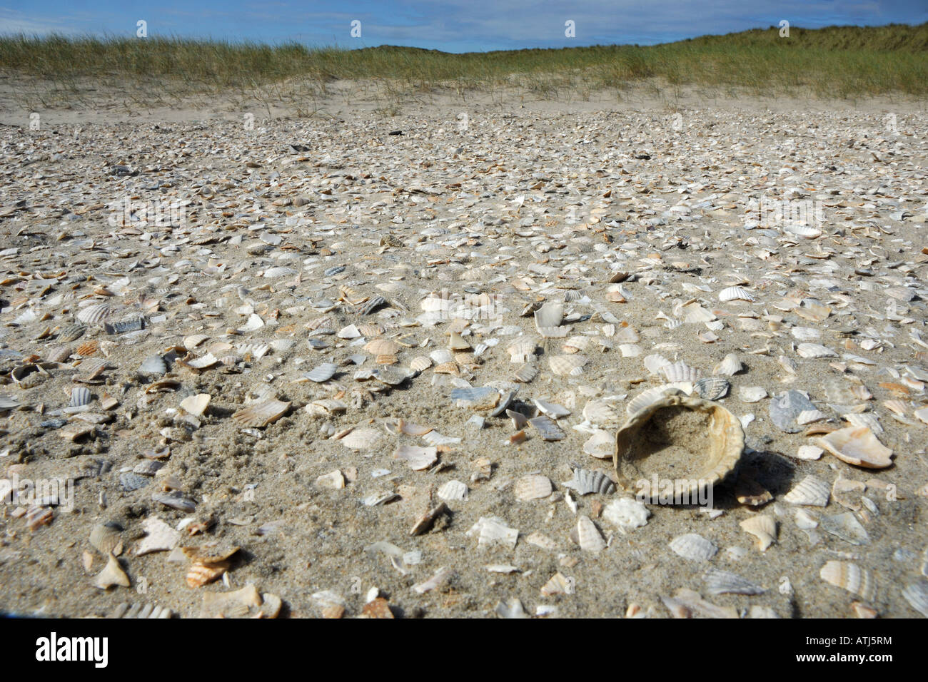 conchiglie shells beach seashore spiaggia battigia lamellibranchi dune reserve Riserva De Slufter Texel Olanda Stock Photo