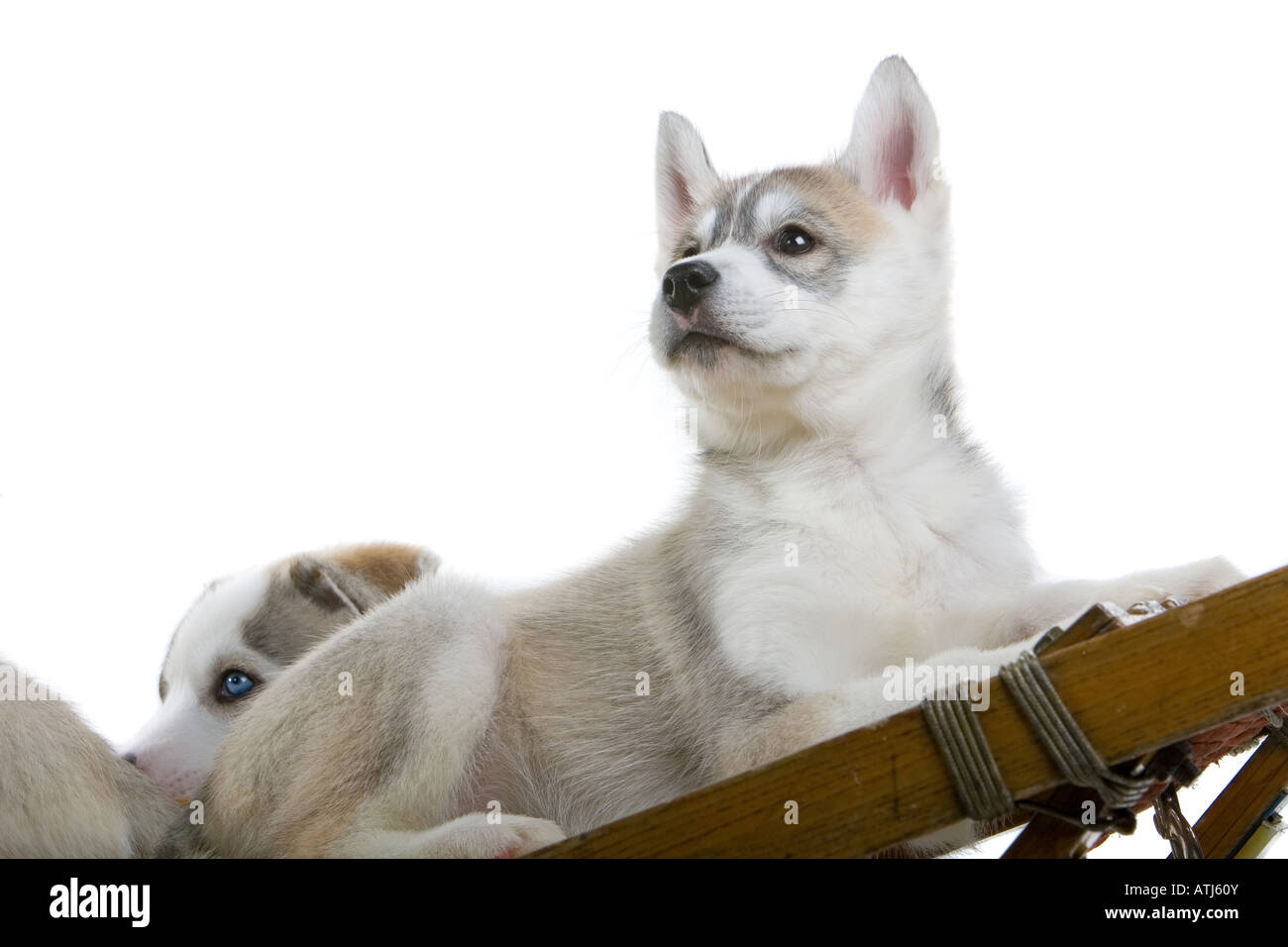 Siberian husky puppy dogs isolated on a white background Stock Photo
