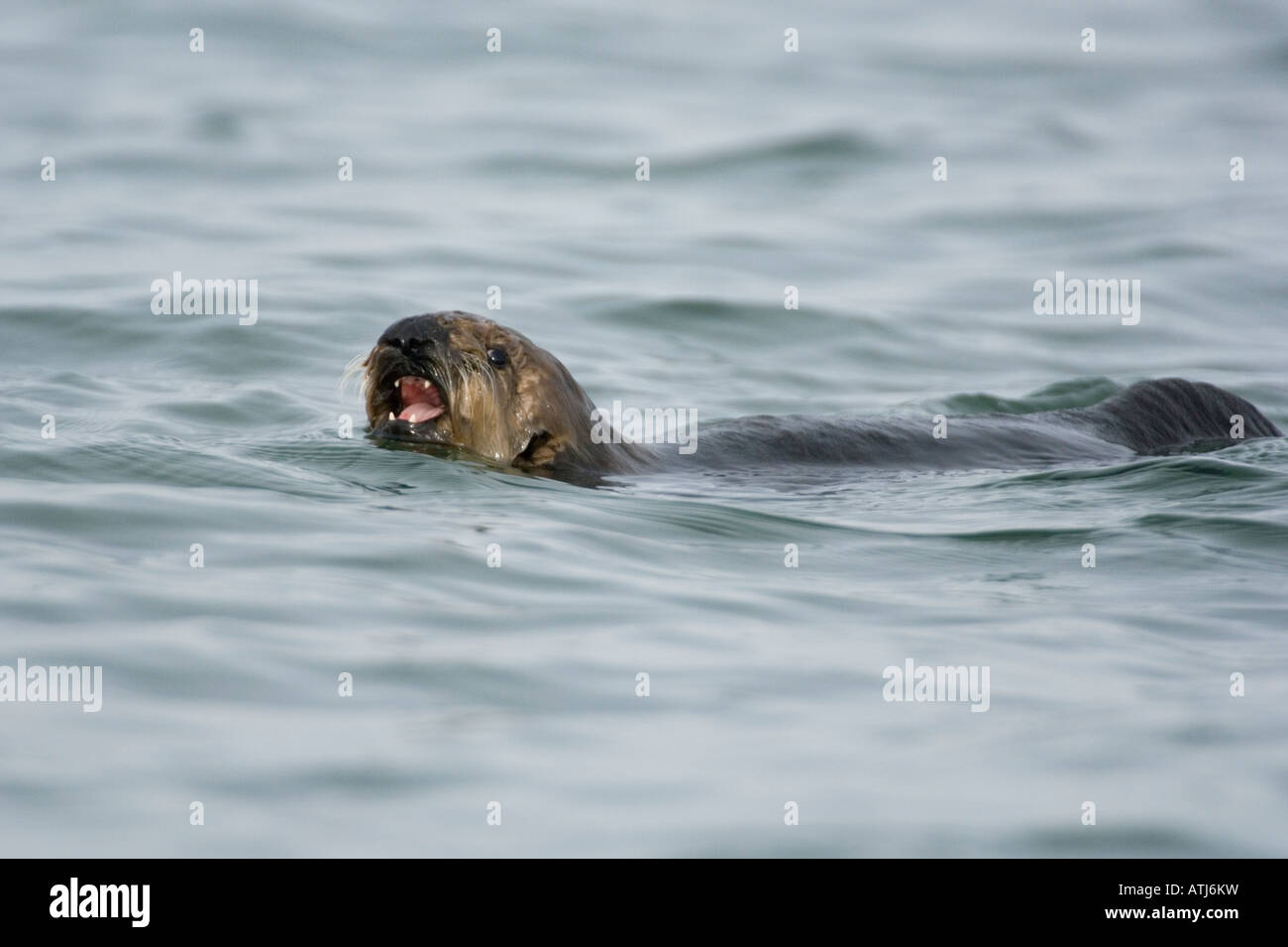 Young Sea Otter calling for mother (Enhydra lutris) Izembek Lagoon, Alaska Peninsula Alaska Stock Photo