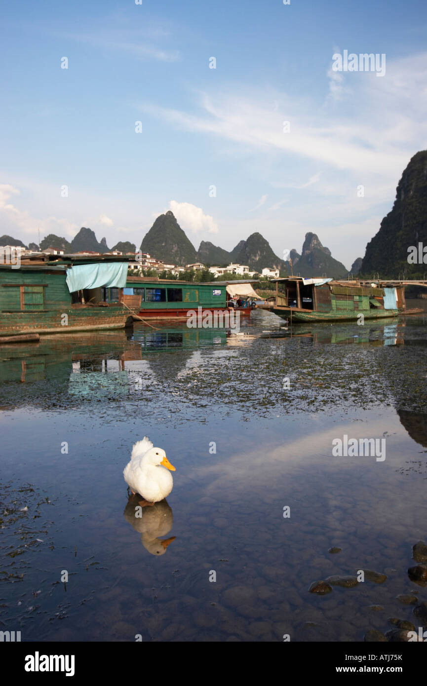Duck Sitting In Li River, Yangshuo Stock Photo