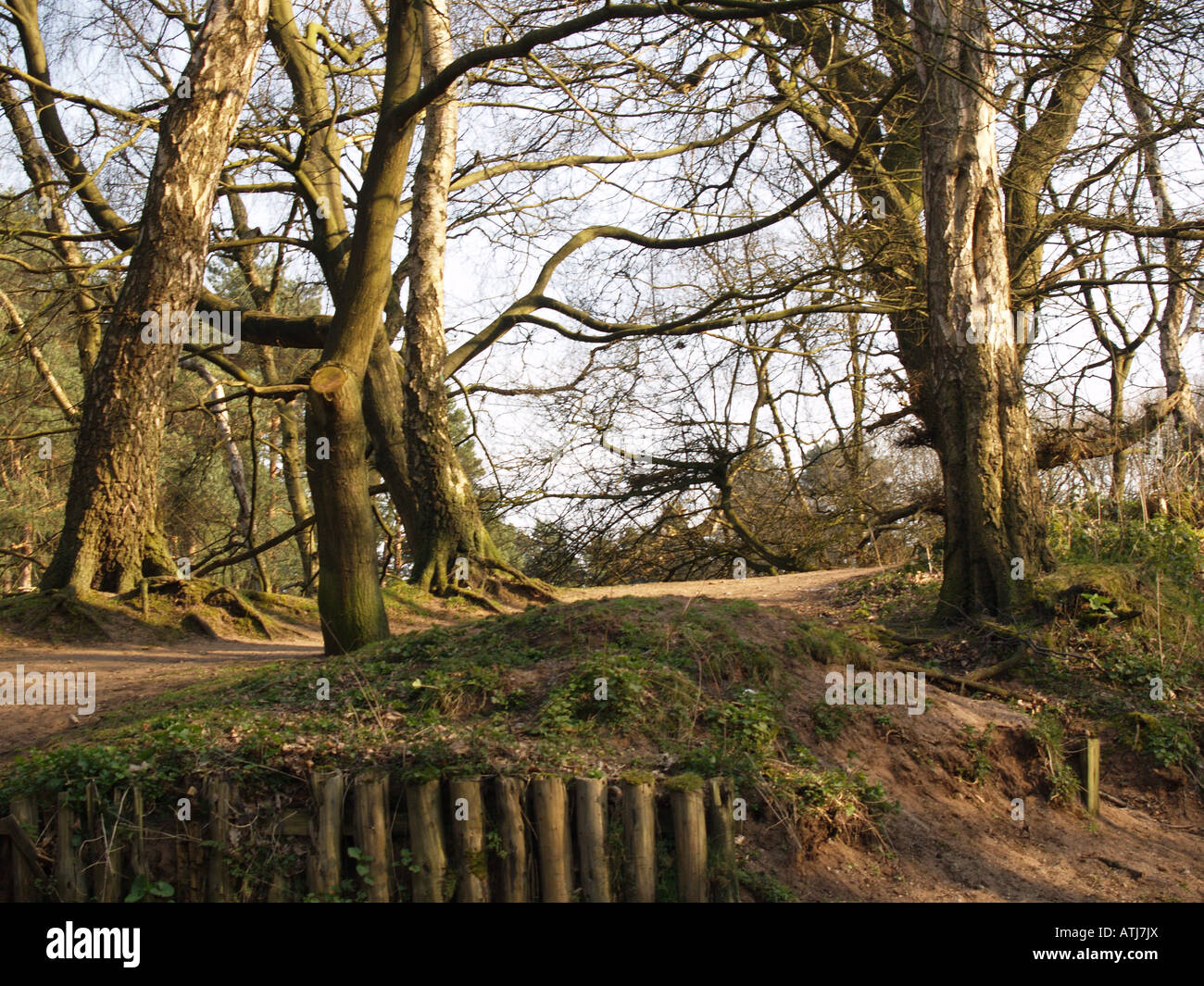 wood clearing branches trees sloping bank path Stock Photo Alamy