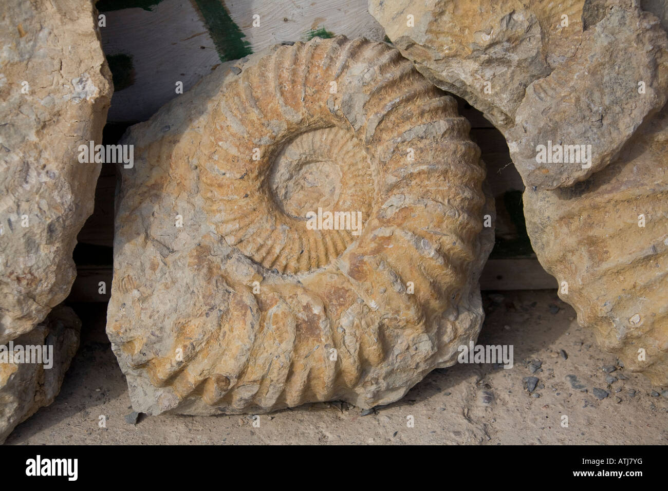 Ammonite fossil stone, close up, found in the Atlas mountains, Morocco