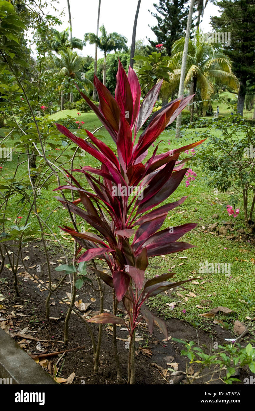 A young tropical plant with broad spear shaped deep carmine coloured leaves set in a garden Stock Photo