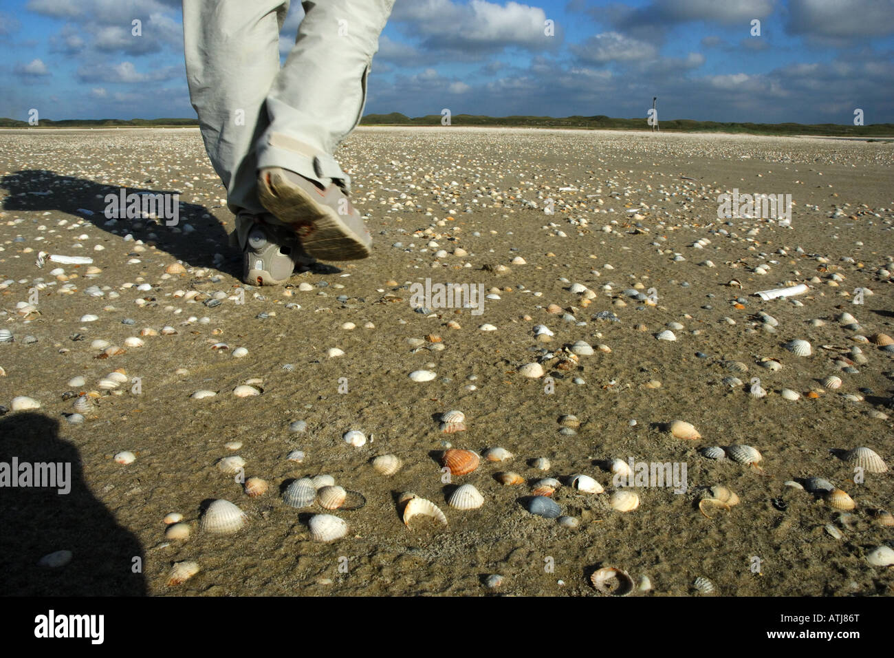 seashore shells shell battigia spiaggia Riserva reserve De Slufter tourist turista walk walking Texel isole Frisone Olanda Mare Stock Photo