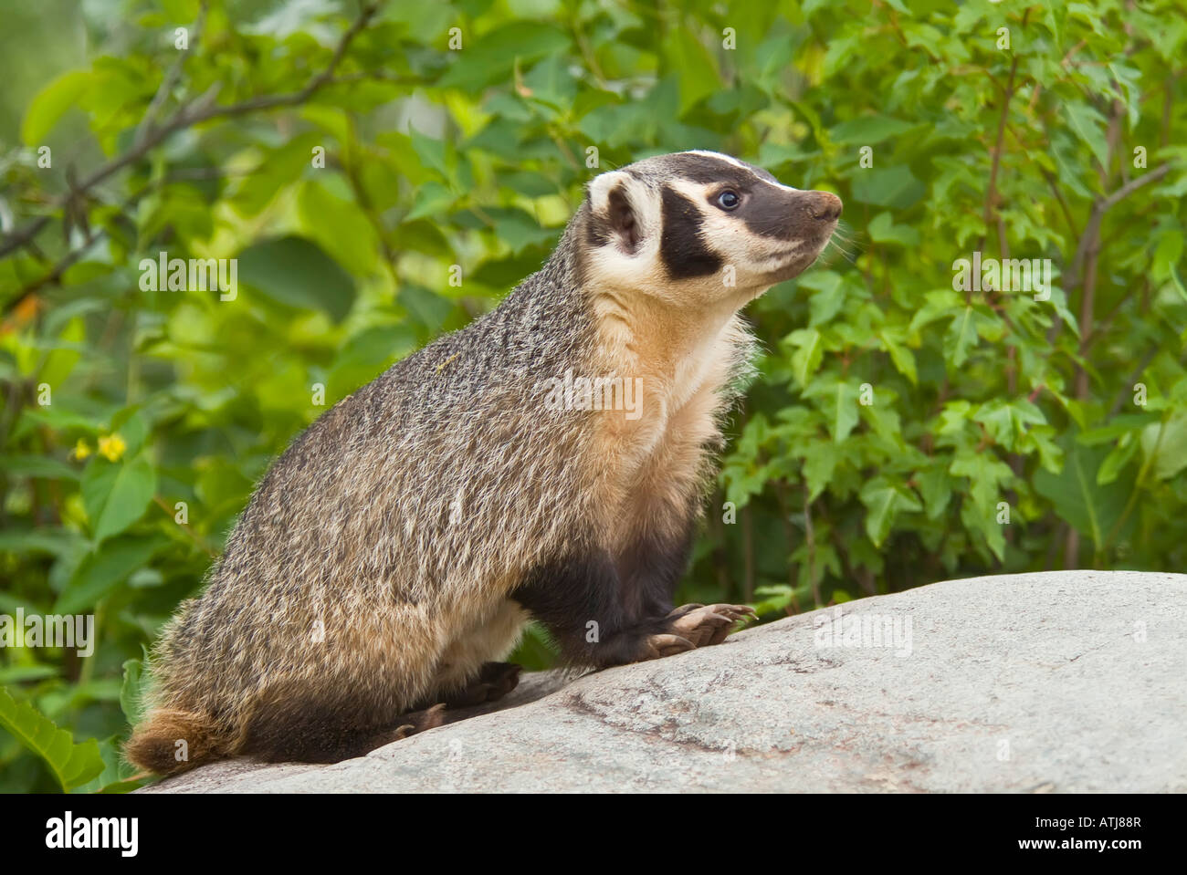 American badger, Taxidea taxus, Minnesota USA Stock Photo Alamy