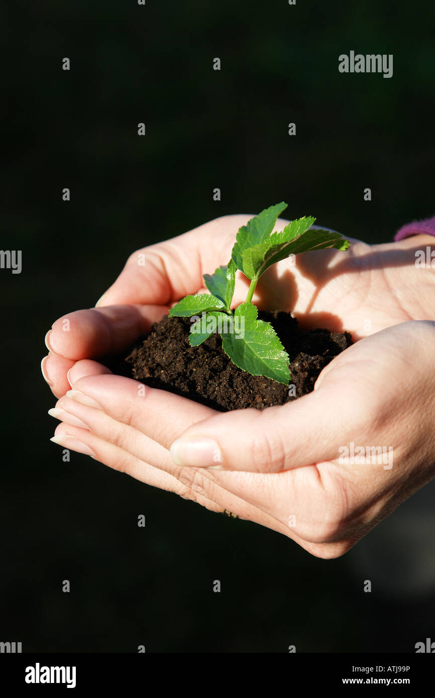 girl hands with plant Stock Photo