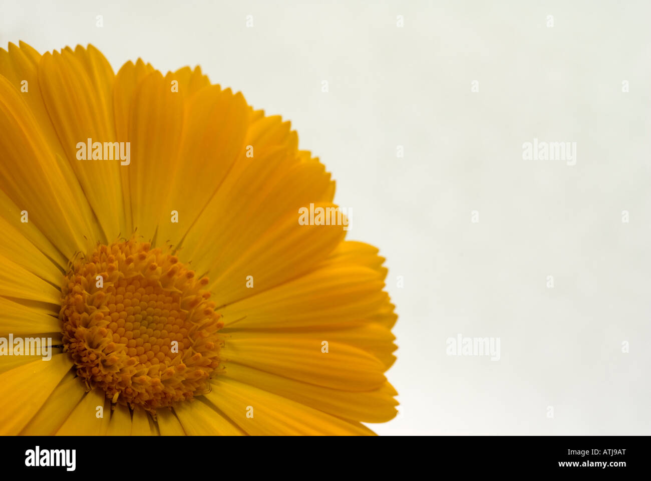 Calendula Officinalis flowers which have medicinal uses and are often used to produce medications to treat skin conditions Stock Photo