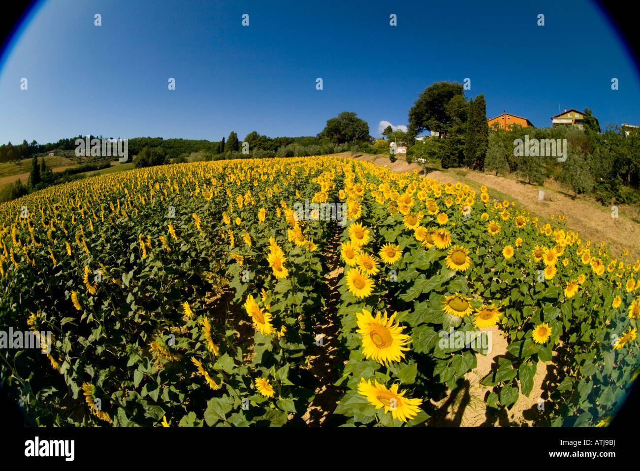 Field of Sunflowers in Tuscany Italy Stock Photo - Alamy
